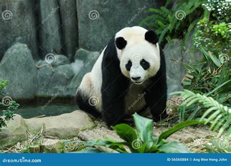 Giant Panda Stock Photo Image Of Melanoleuca Cute Panda 56560884
