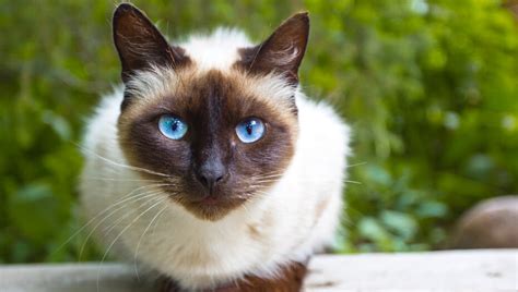 10 Most Beautiful Cat Breeds With Blue Eyes Purina