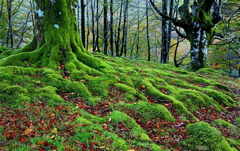 Bosque Árboles árboles Otoño Raíces Musgo Fondo De Pantalla Pxfuel