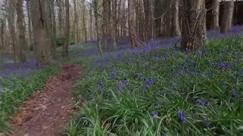 Bluebell Wood Warrenpoint County Down Northern Ireland Youtube