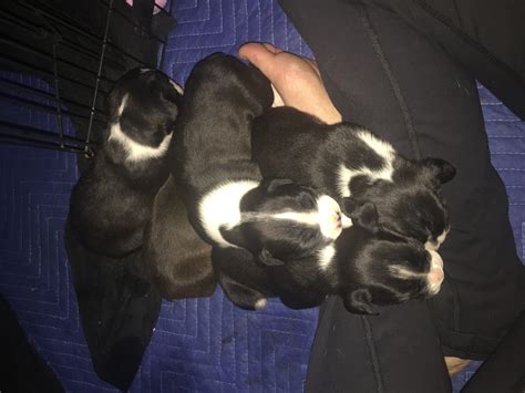 Includes details of puppies for sale from registered ankc breeders. Boxer Puppies For Sale | Spokane, WA #177870 | Petzlover