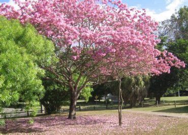Nama taman sakura berkaitan dengan keberadaan tanaman bunga sakura di objek wisata ini. LimaKaki: Taman Tabebuya, Ada Pohon Mirip Bunga Sakura Loh di Taman Ini