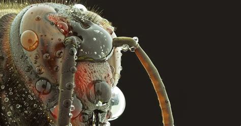 Bugs Look Like Aliens In These Incredible Super Macro Photographs