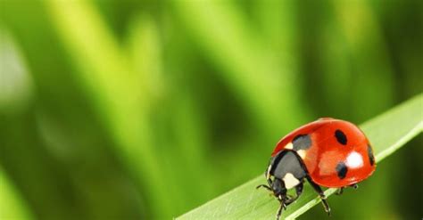 72 000 ladybugs released inside mall of america inhabitat green design innovation
