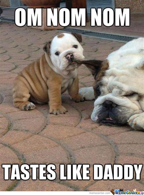 Meme Bulldog Parado 14 Best English Bulldog Memes Of All Time