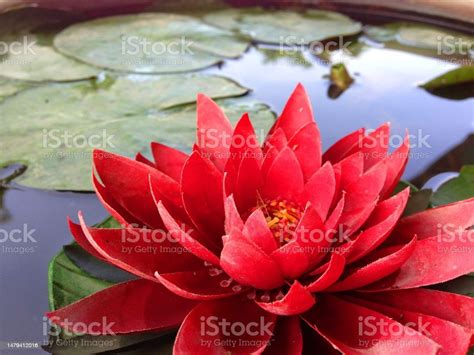 Vibrant Red Water Lily Blossom Centered In A Tranquil Pond Filled With