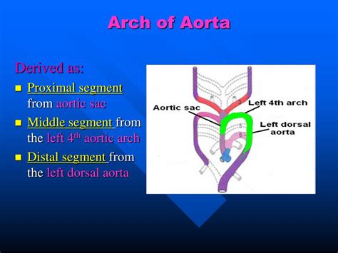 The Derivatives Of Aortic Arch Arteries A Schematics
