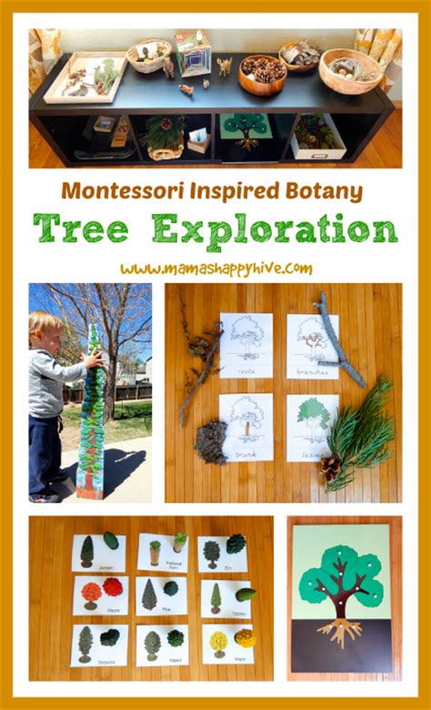 Montessori Inspired Botany Tree Exploration Mamas Happy Hive