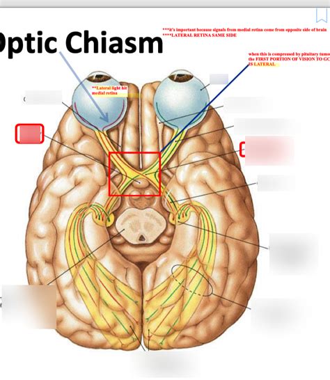 Optic Chiasm Diagram Diagram Quizlet