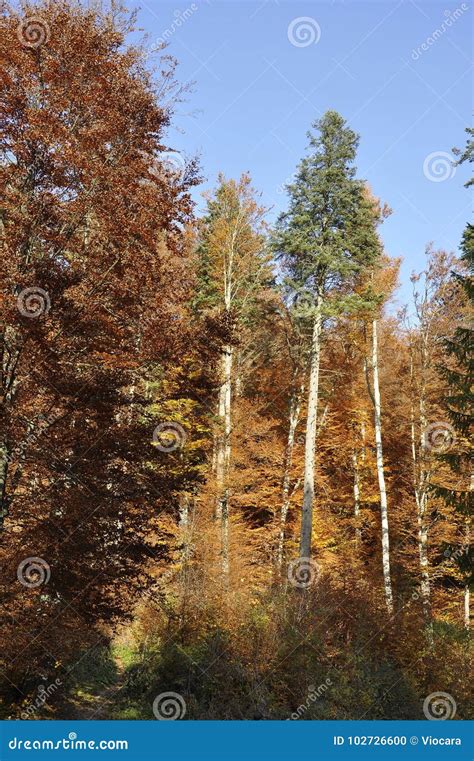 Autumn In The Thick Woods Stock Photo Image Of Calm 102726600