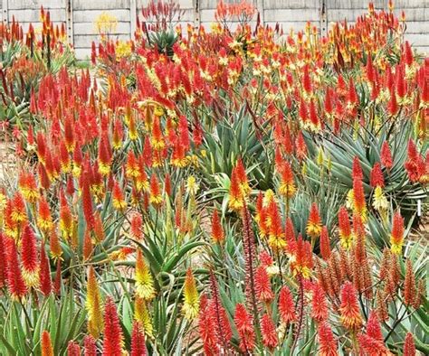 Palm is seasonal fruits in the bangladesh.plam flower mainly bloom winter season.this flowers is very charming in the country and this fruits are so beautiful and it taste is so. Say Aloe to colourful winter flowers