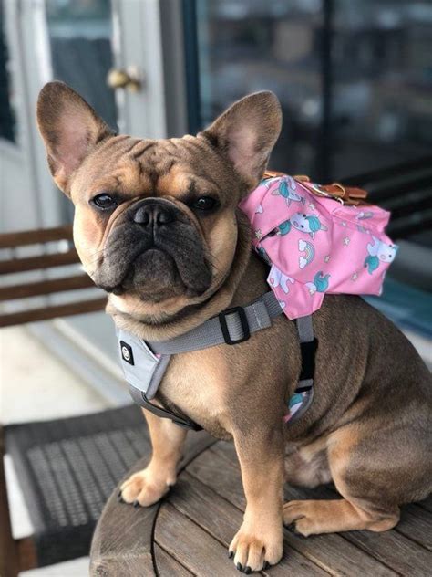 Dog backpacks can be a comfort for your dog when they are out and about with you. LIMITED EDITION - Unicorn Dog Backpack With Harness | Dog ...
