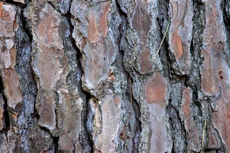 The Sugar Maple Tree Bark Photo Imagepicture Free Download 100236105