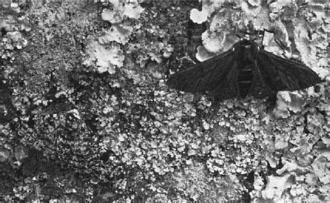 Figure 1 From The Peppered Moth A Black And White Story After All