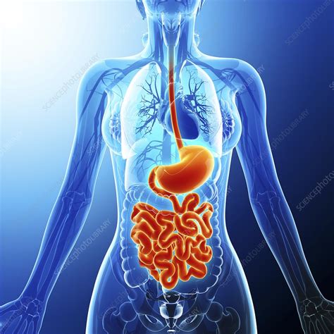 Human Digestive System Artwork Stock Image F0087006 Science