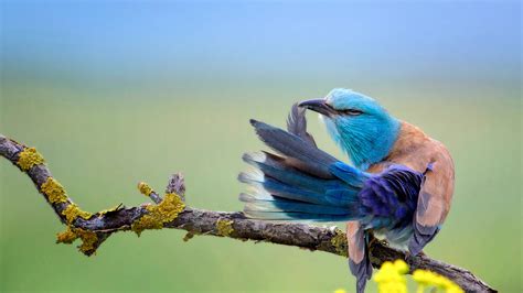 Download 1920x1080 Colorful Bird Feathers Branch Birds Wallpapers