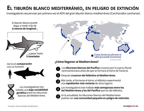 Análisis De Adn Revelan Que El Gran Tiburón Blanco Mediterráneo Está En