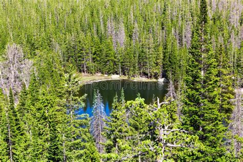 Lake Surrounded By Evergreen Pine Forest Stock Photo Image Of Green