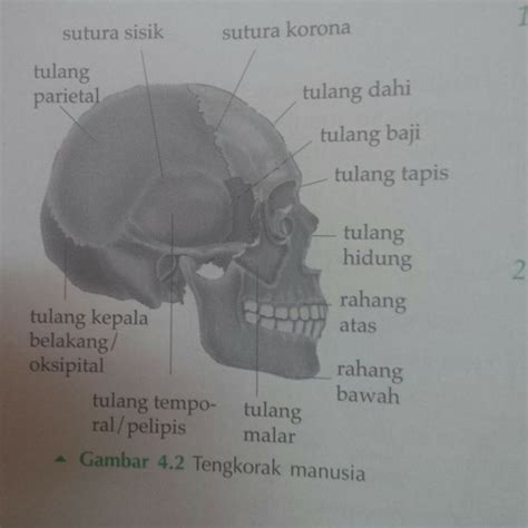 Stream Struktur Tulang Tengkorak At Jakarta Indonesia By Pascal Bukan