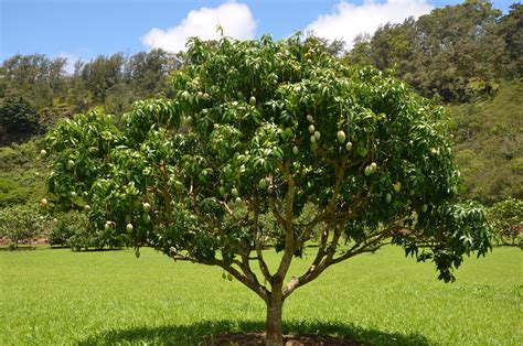 A mango is a stone fruit produced from numerous species of tropical trees belonging to the flowering plant genus mangifera, cultivated mostly for their edible fruit. Mango - Mangifera indica