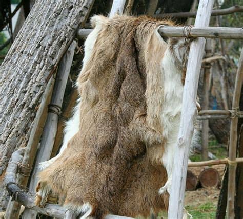 Buckskin is any hoofed animal hide naturally tanned with animal brains after removing the hair and grain (the layer under the hair). The Easiest Way To Preserve And Tan Hides - Off The Grid News