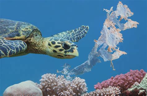 Science News Environment Photography Plastic Pollution Ocean Pollution