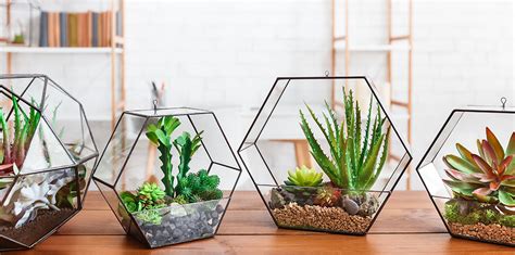 Yuk, ciptakan kreasi terrarium tumbuhan lumut untuk hiasan di rumah secara praktis dan unik lewat artikel ini. Cara Membuat DIY Terrarium Untuk Hiasan Rumah Mungil | KASKUS