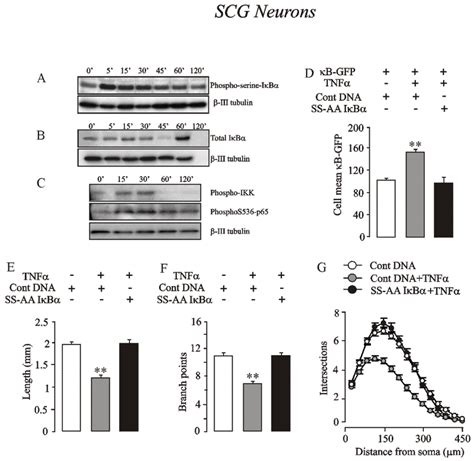 Tnf Inhibits Neurite Growth From Scg Neurons By An Nf B Dependent