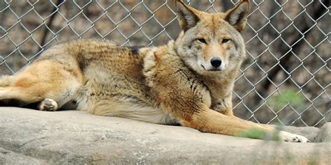 Nc Wildlife Approves Temporary Coyote Hunting Rules