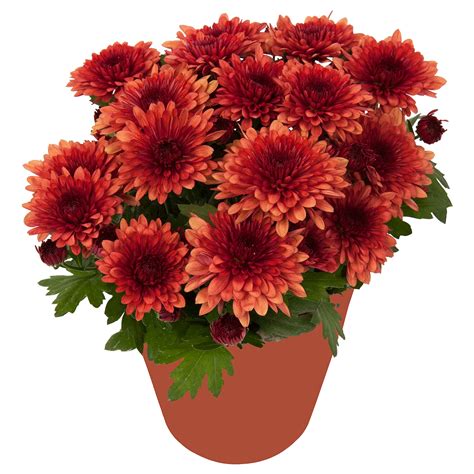 Chrysanthemum Potted Plant Chrysanthemums Assorted Colours Red Ikea