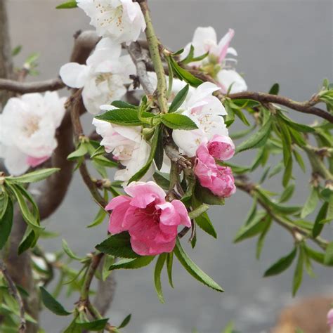Peppermint Twist™ Flowering Peach From Garden Debut