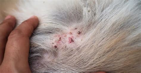 Common Skin Problems In Dogs And How To Treat Them — Pumpkin®