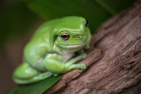 10 Incredible Tree Frog Facts Az Animals