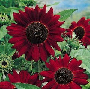 Apakah ada sunflower/bunga matahari yang secantik velvet queen, dengan nuansa warna kuning, oranye, dan merah yang mengelilingi pusat mahkota anda akan jatuh cinta dengan warna sunset ini! Bibit Bunga Sunflower Velvet Queen
