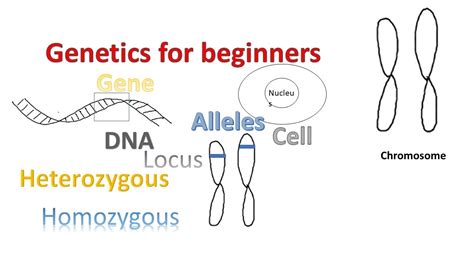 What Is The Difference Between Genetics And Genomics Youtube A36