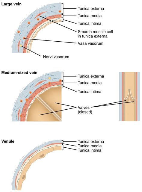 Structure And Function Of Blood Vessels Anatomy And Physiology