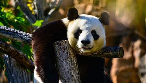 Panda Spirit Animal Totem Symbolism And Meaning