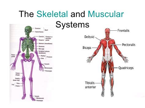 There are around 650 skeletal muscles within the typical human body. Skeletal System