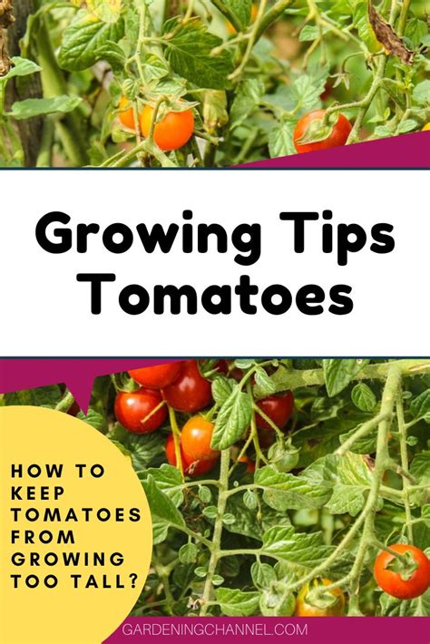 Learn How To Keep Tomato Plants Strong And Healthy Follow