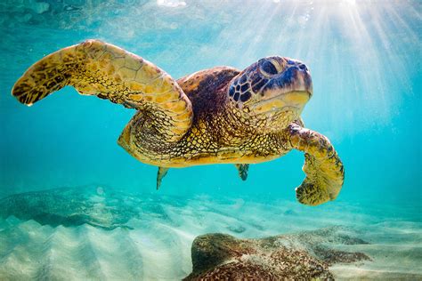 St Croix Summer Lovin Sea Turtle Nesting Season My St Croix Travel