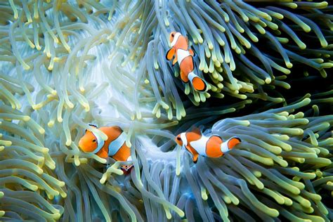 12 Gorgeous Animals Of The Coral Reef
