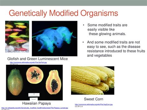 Ppt Cloning Or Genetic Modification Powerpoint Presentation Free