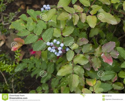 See more ideas about marigold, plants, marigold flower. Oregon Grape And Dogs : Sakura Tucson