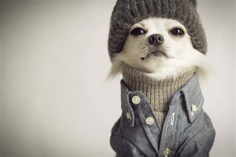35 Adorable Pictures Of Dogs Wearing People Clothes