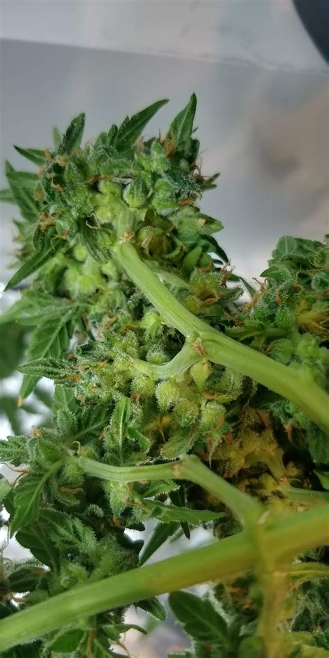 Crop King Seeds Candy Cane Auto grow journal harvest10 by - GrowDiaries