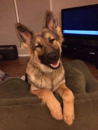 56 German Shepherd Puppies That You Cant Stop Looking At Right Now