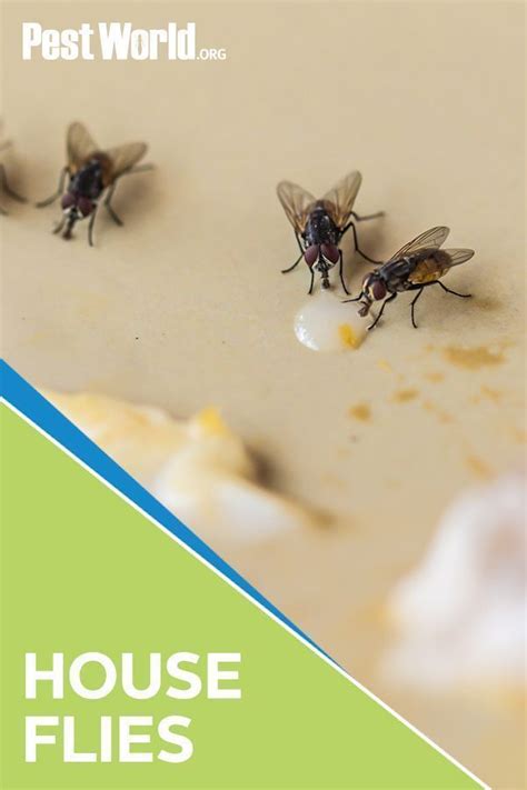 Houseflies Dont Bite But They Pose A Significant Health Threat Because Of Their Ability To
