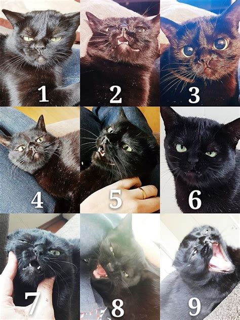 On The Francisquinha Mood Scale How Are You Feeling Today Solid 6