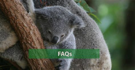 Frequently Asked Questions Australian Koala Foundation