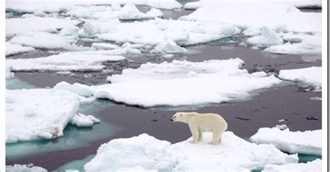 Its Time To Tighten International Regulation Of Polar Bear Trophy